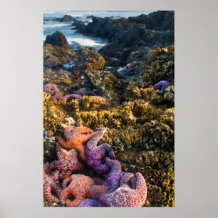 Póster USA, Oregon. Starfish and sea stars
