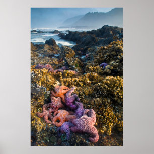 Póster USA, Oregon. Starfish and sea stars
