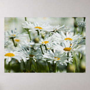 Póster USA, Oregon, Willamette Valley, Selective