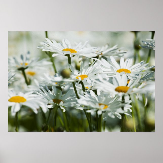 Póster USA, Oregon, Willamette Valley, Selective (Frente)