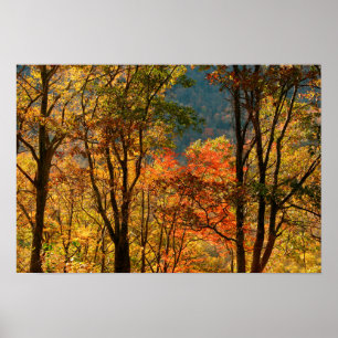 Póster USA, Tennessee. Fall Foliage