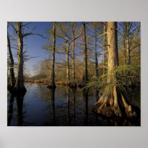 Póster USA, Tennessee. Reelfoot National Wildlife