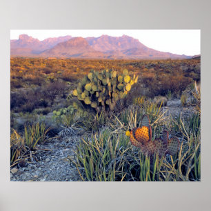Póster USA, Texas, Big Bend NP. A sandy pink dusk
