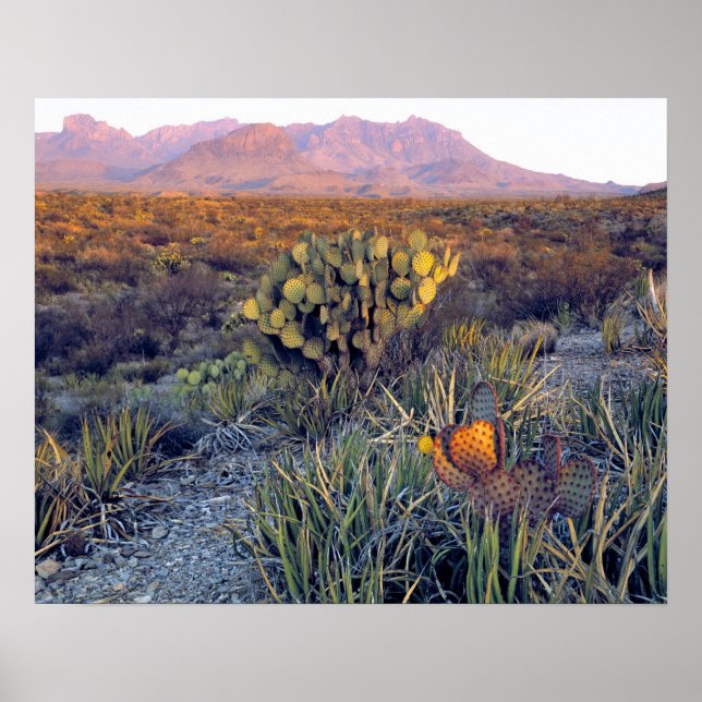 Póster USA, Texas, Big Bend NP. A sandy pink dusk (Frente)