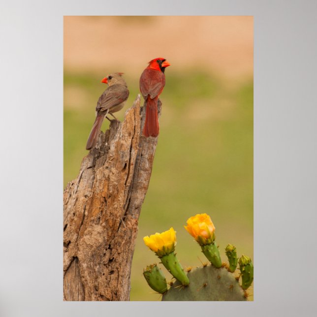 Póster USA, Texas, Hidalgo County. Cardinal Pair (Frente)