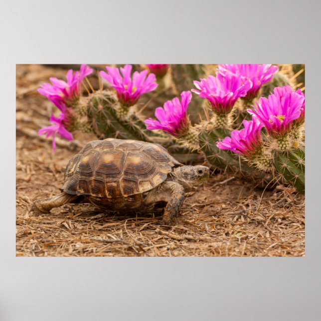 Póster USA, Texas, Hidalgo County. Tortoise (Frente)