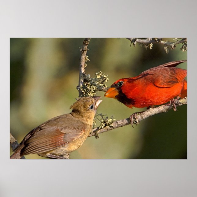 Póster USA, Texas, Rio Grande Valley, McAllen. Mated (Frente)