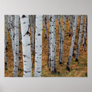 Póster USA, Utah, Uinta-Wasatch-Cache National Forest 2