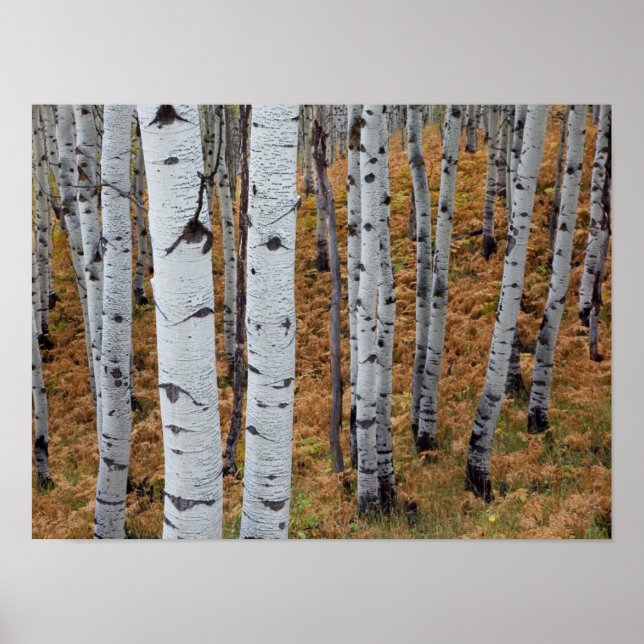 Póster USA, Utah, Uinta-Wasatch-Cache National Forest 2 (Frente)