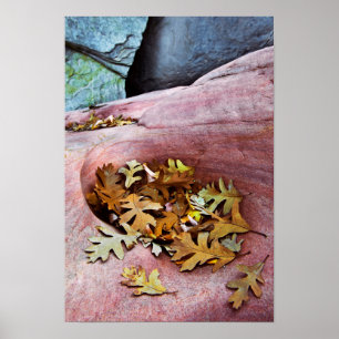 Póster USA, Utah, Zion National Park. Gambel oak leaves
