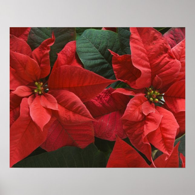 Póster USA, WA, Red Poinsettia Detail (Euphorbia (Frente)