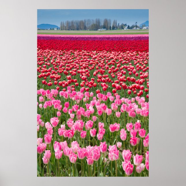 Póster USA, Washington. Field Of Multicolored Tulips (Frente)