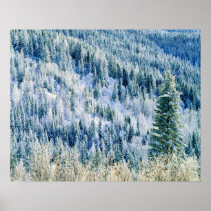 Póster USA, Washington, Mt. Spokane State Park, Aspen 2