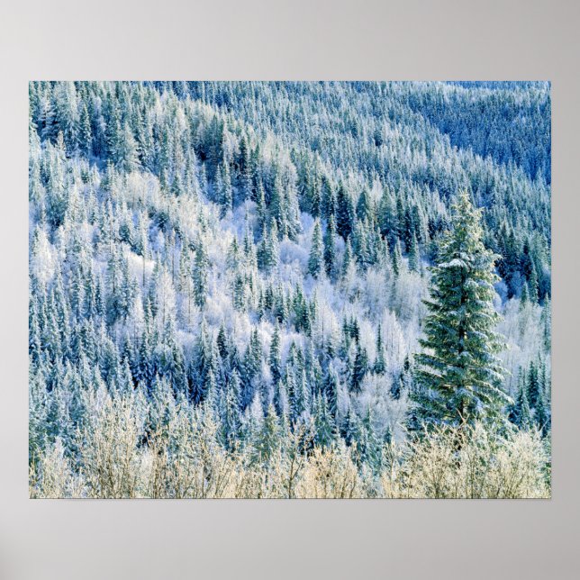 Póster USA, Washington, Mt. Spokane State Park, Aspen 2 (Frente)