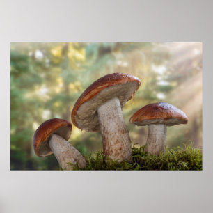 Póster USA, Washington, Seabeck. Leccinum Insigne
