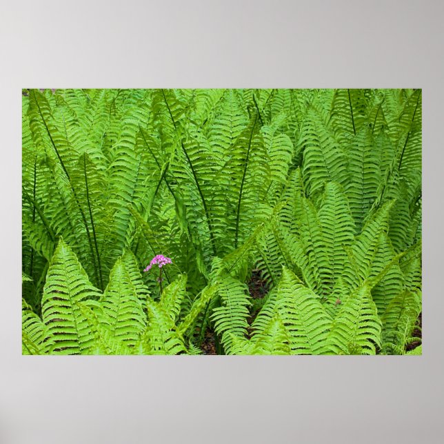 Póster USA, Washington, Seattle, Washington Park (Frente)