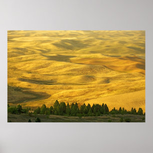 Póster USA, Washington, Whitman County, Palouse, Wheat