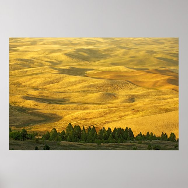 Póster USA, Washington, Whitman County, Palouse, Wheat (Frente)