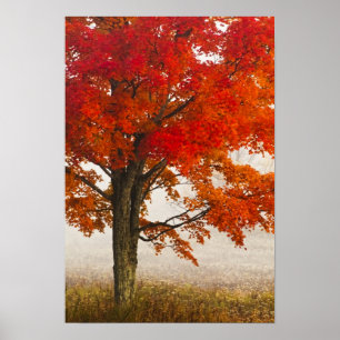 Póster USA, West Virginia, Davis. Red maple in autumn