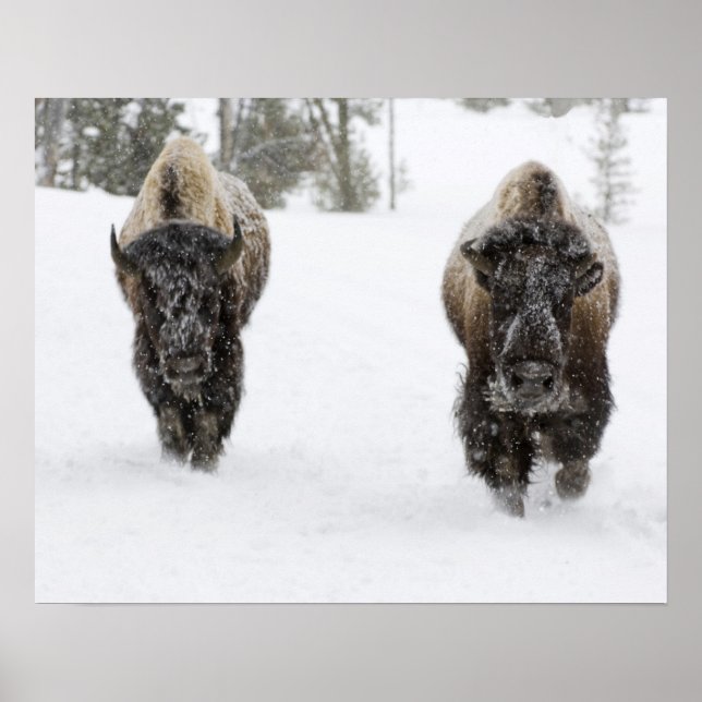 Póster USA, WY, Yellowstone NP, American Bison (Bison (Frente)