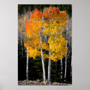 Póster Utah, EE. UU. Árboles de álamo temblón (Populus Tr