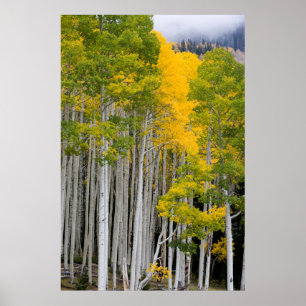 Póster Utah. EE. UU. Árboles de Aspen (Populus Tremuloide
