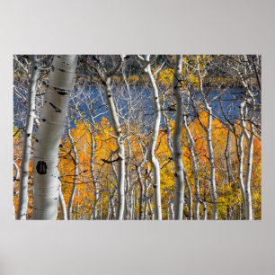 Póster Utah, EE. UU. Árboles de Aspen (Populus Tremuloide