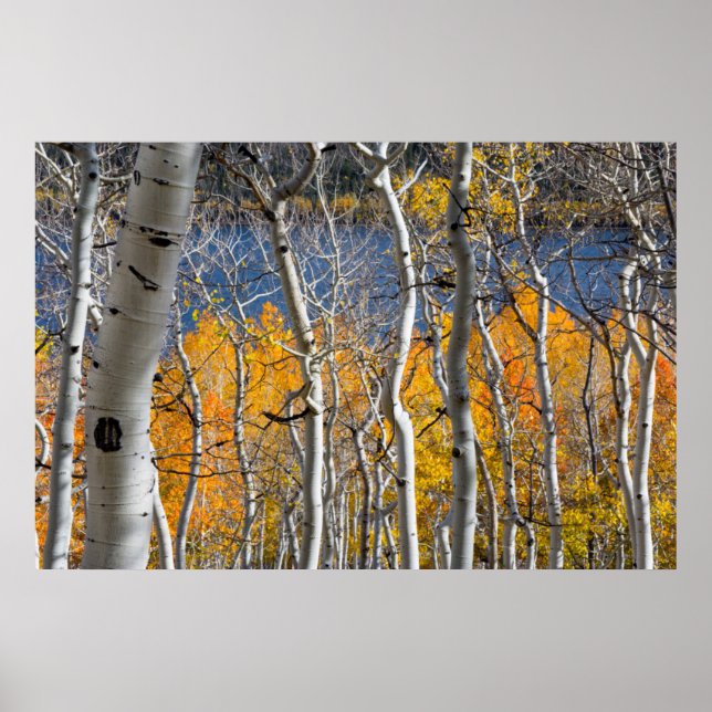 Póster Utah, EE. UU. Árboles de Aspen (Populus Tremuloide (Frente)