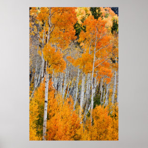 Póster Utah, EE. UU. Árboles de Aspen (Populus Tremuloide