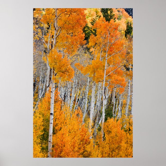 Póster Utah, EE. UU. Árboles de Aspen (Populus Tremuloide (Frente)