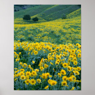 Póster UTAH. EE.UU. Arrowleaf balsamroot Balsamorhiza