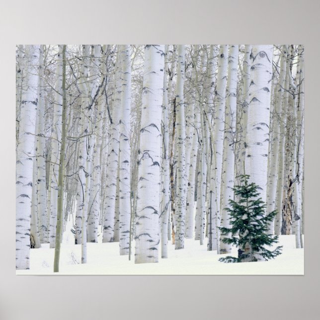 Póster UTAH. EE. UU. Aspen (Populus tremuloides) & Dougla (Frente)