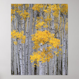 Póster UTAH. EE.UU. Aspen (Populus tremuloides) en