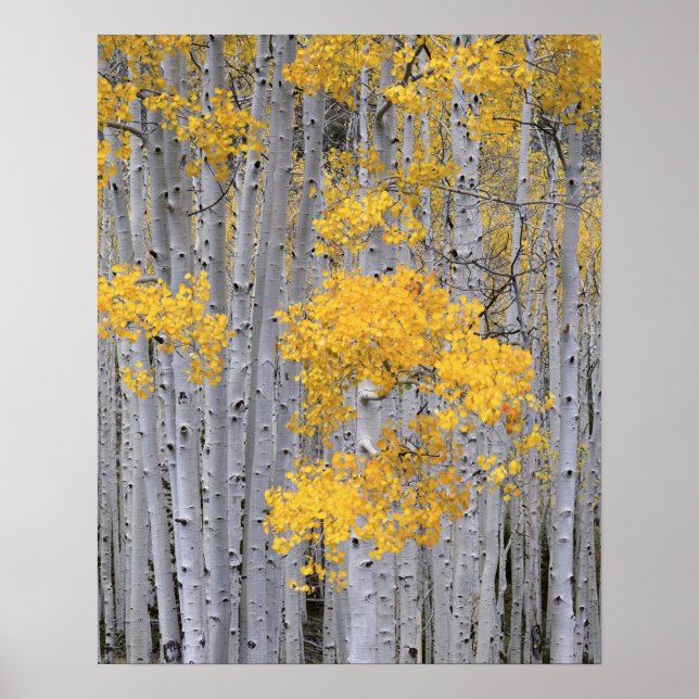 Póster UTAH. EE.UU. Aspen (Populus tremuloides) en (Frente)