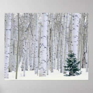 Póster UTAH. EE.UU. Aspen (Populus tremuloides) y Douglas