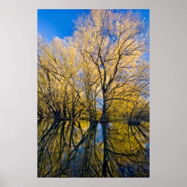 Póster Utah. EE.UU. Pachleaf Willow Trees (Frente)