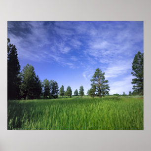 Póster UTAH. EE.UU. Pinos Ponderosa Pinuosa) y