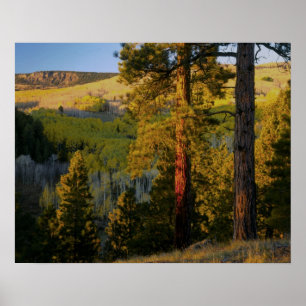 Póster UTAH. Pinos ponderosa y álamo temblón, otoño. Aman