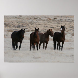 Póster Utah Wild Mustangs