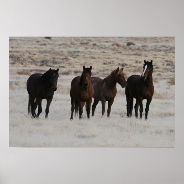 Póster Utah Wild Mustangs (Frente)