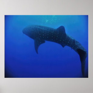 Póster Utila Whale Shark