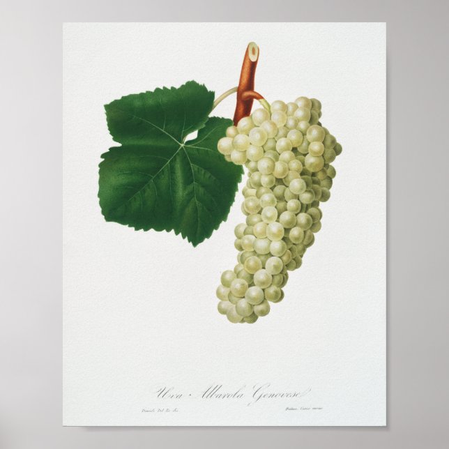 Póster Uva blanca (Vitis vinifera genuensis)  (Frente)