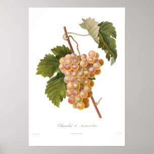Póster Uva, Chasselat de Fontainebleau