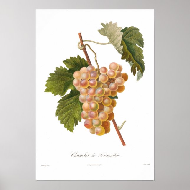 Póster Uva, Chasselat de Fontainebleau (Frente)