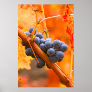 Póster Uva De Ripe En Viñedo