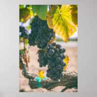 Uva en vinagre