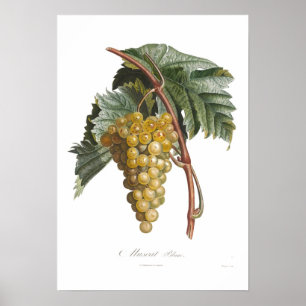 Póster Uva, hongos blanc