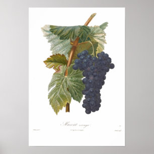 Póster Uva, Muscat arouya