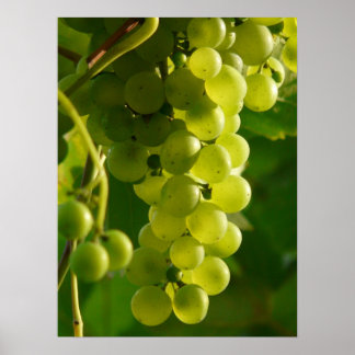 Póster Uvas