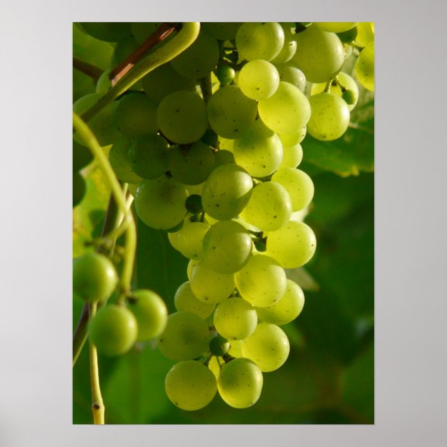 Póster Uvas (Frente)